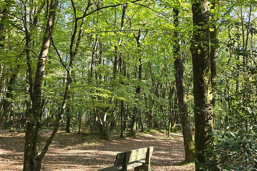 Forêt d'Aizenay